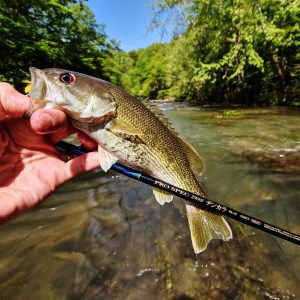 Fly Fishing For Alabama's Redeye Bass | Troutrageous!